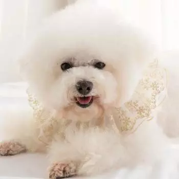 Кружевной ошейник для домашних животных, дышащий стильный зоотоваров, кружевной ошейник для собак и кошек с M золотистый