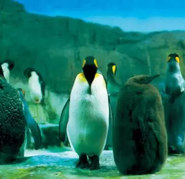 Lago limited [Первое издание] [С оби] [Аналоговый]