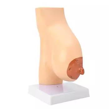 Лактирующая грудь анатомическая модель ПВХ ручная работа реалистичная женская анатомическая модель груди для обучения лактации, обучения кормлению грудью