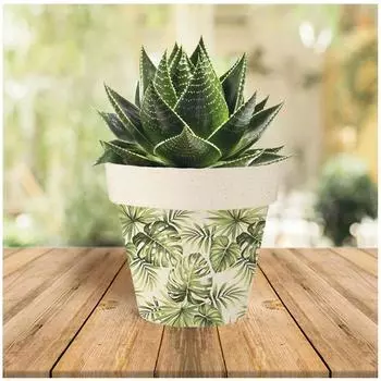 Les Trsors De Lily [A1704] - Зеленое тропическое бамбуковое кашпо (монстера) - 14x12см зелёный