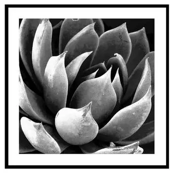 Les Trsors De Lily [Q7664] - Стеклянная рама Black & White (натуральный суккулент) - 45x45 см.
