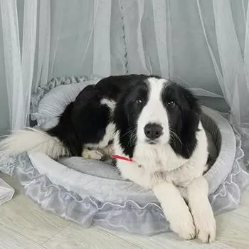 Лежак для собак с кружевом и необычными бантами, мягкий и удобный диван принцессы для ваших питомцев, дропшиппинг S серый