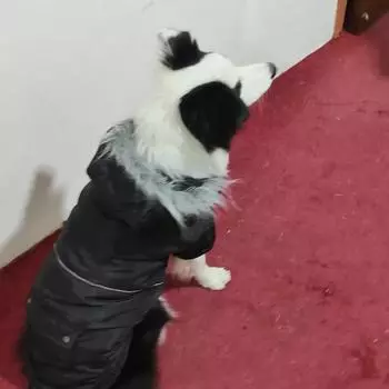 Лидер продаж осенне-зимняя одежда для кошек и собак, меховая шапка с галстуком и утолщенным бархатом, теплая одежда для домашних животных XS чёрный