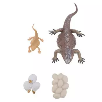 Lizard Life Cycle Figurine Toy Educational Interactive Lifelike Simulated Reptile Animal Figurine Se