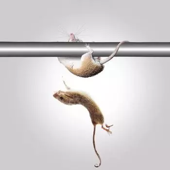 Ловушка для крыс и мышей из нержавеющей стали, ловушка для убийц, вращающийся ролик, многоразовый инструмент