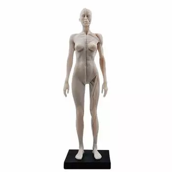 Lucky Panda, лидер продаж, модель женского тела панды, модель человеческого тела, 11 дюймов, 30 см, модель человеческих мышц, скелетно-мышечная скульптура из смолы, компьютерная графика белый
