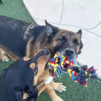 Маленькие и средние собаки, обучающие жеванию, игры на свежем воздухе, игрушки для собак, жевательные игрушки, веревки для собак, товары для животных красный