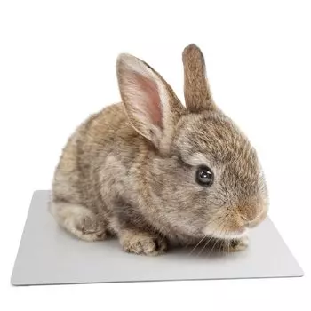 MARUNDA Cooling Plate for Cool Mat for Cool Cool Summer Small Heat Heat Stroke Medium Size Rabbits, Cats, Aluminum, 29.819.8cm, Goods, Animals, серый