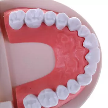 Медицинская стоматологическая модель зуба для раннего детства, обучающая модель зубов для детей