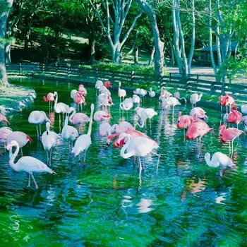 МЕРТВЫЙ И ЗАВТРАК [Аналоговый]