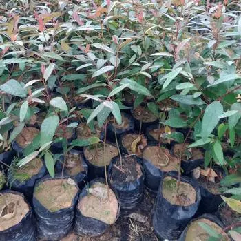 Мешки для рассады Мешки для выращивания растений Мешки для выращивания растений Горшки для цветов 17x25cm