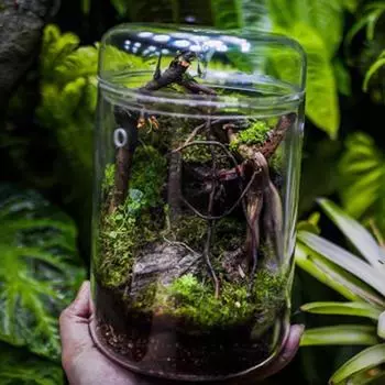 Микроландшафтный дизайн стеклянные бутылки креативная коллекция росы стеклянная ваза суккулентный мох ландшафтный стеклянный террариум домашний декор