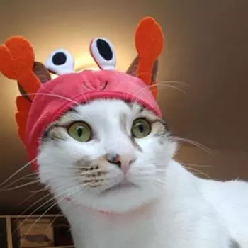 Милая шляпа для питомца, шляпа для маленькой собаки, кошки, пасхального кролика, шапка для краба, лобстера, лягушки, аксессуары для костюма для питомца, головной убор для кошки, котенка, мопса S head 25-29cm