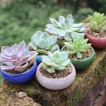 Милый ледяной трещиноватый глазурь цветок керамика суккулентный горшок мини-горшок для растений садовый цветочный горшок для домашнего офиса декоративный цветочный горшок