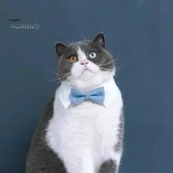 Милый удобный многоразовый ошейник для домашних животных, красивый ошейник для собак и кошек, галстук, товары для животных S синий