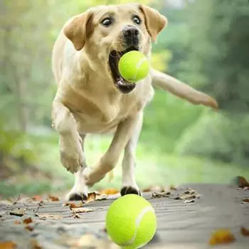 Мини-надувной мяч для кошек и собак, Lnteractive Ball Nip, игрушка для дрессировки собак, домашних животных, играющий в мяч, товары для домашних животных, игрушки для кошек