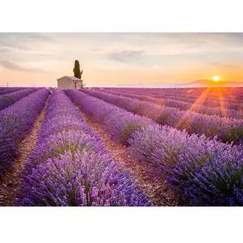 MISITU Jigsaw Puzzle 1000 Piece Puzzle Landscape Flower Garden Flower Plant Present Birthday Christmas Stylish Interior x 70 (50 cm) (Lavender)