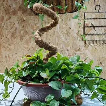 Многоразмерный вьющийся стержень для растений Фирма Прочный столб Моховая палочка 100cm