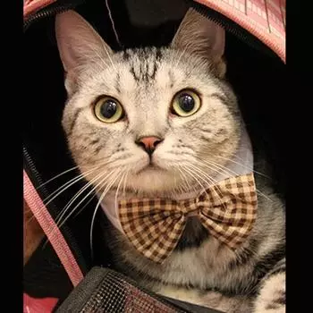 Мода милая собака кошка домашнее животное щенок галстук-бабочка воротник красный