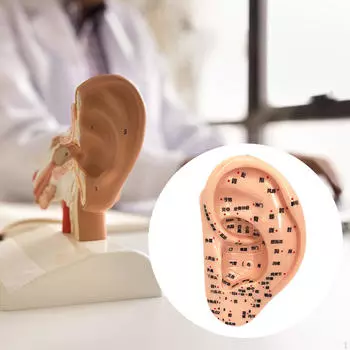 Модель акупунктуры уха Дисплей для обучения рефлексотерапии аурикулярной акупунктуры 22cm