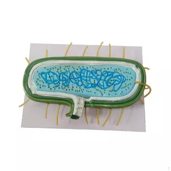 Модель анатомии, клетка прокариотических бактерий, нуклеоид цитоплазмы показывает клеточную стенку, увеличенная модель