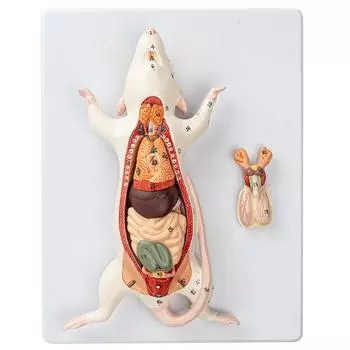 Модель анатомии крысы Белая мышь Анатомия внутренней структуры органов Обучение биологии Экспериментальное исследование анатомии животных 02594