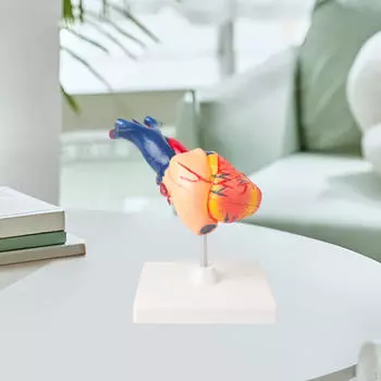 Модель человеческого сердца Анатомическая структура Образовательная профессиональная Анатомически точная
