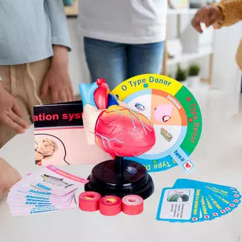 Модель человеческого сердца со съемной подставкой. Научная точная структура сборки для