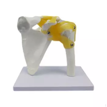 Модель человеческого сустава для образовательных целей, медицинский дисплей, наука о структуре скелета Foot