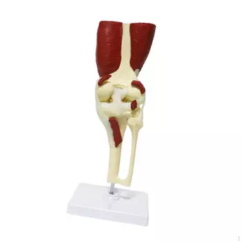 Модель человеческого сустава отображает обучающий инструмент движения со связками и мышцами Elbow