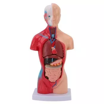 Модель человеческого тела из 15 частей, интерактивные инструменты для изучения анатомии и физиологии для студентов-медиков