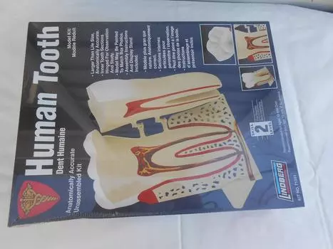 Модель человеческого тела Линдберга, части зубов 8/1