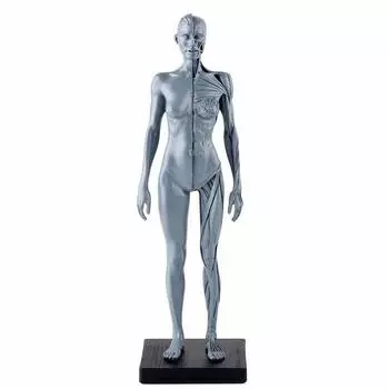 Модель человеческого тела Модель человеческого тела 11 дюймов 30 см Модель человеческих мышц Смоляная скелетно-мышечная модель Исследования CG Живопись Скульптура с подставкой Серый Приблизительно. 16 серый