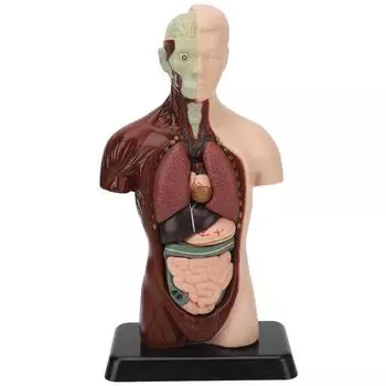 Модель человеческого тела, съемная имитация, унисекс, модель человеческого торса для обучения и изучения студентов