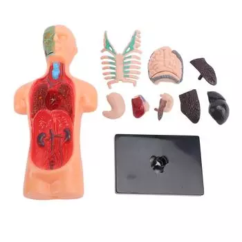 Модель человеческого тела Структура скелета Образовательные средства обучения анатомии и физиологии для студентов Lear