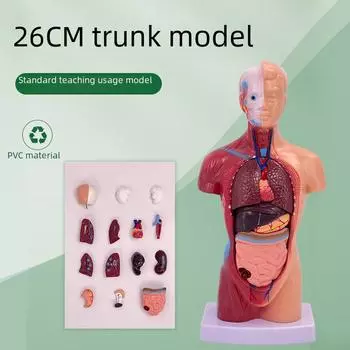 Модель человеческого торса 28 см: Учебное пособие по анатомии и развивающая игрушка для детей