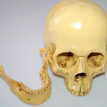 Модель черепа в натуральную величину, съемная анатомическая нижняя челюсть студента, образовательное исследование, реалистичный орнамент из смоляного черепа