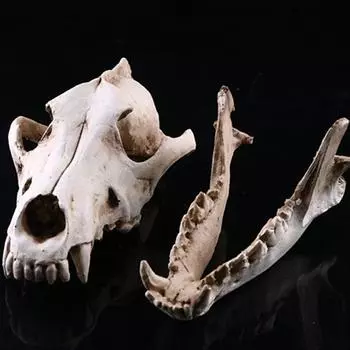 Модель черепа волка из смолы, украшение для вечеринки в честь Хэллоуина, коллекция поделок, декоративная пленка для сада K6E1 white-20*14cm