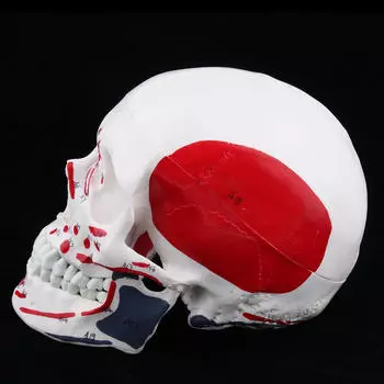 Модель головы мозга и мышц черепа