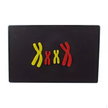 Модель хромосомных изменений Инструмент для обучения биологии Легкий компонент изменений мейоза для