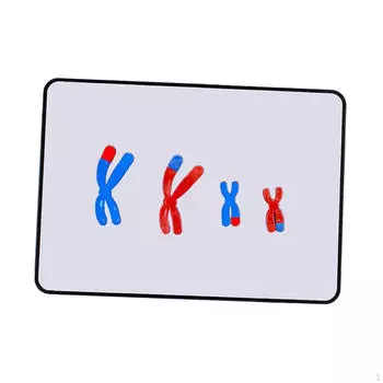 Модель изменения хромосом компонента магнитного мейоза для домашнего обучения