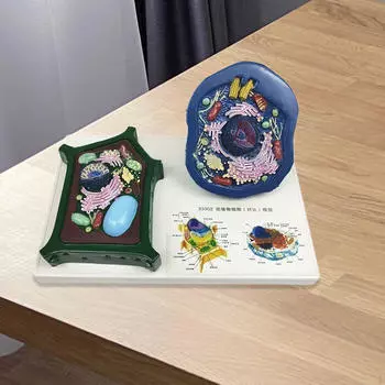 Модель клетки животного и растения,Учебные принадлежности,Обучение,Учебное пособие,Обучающая модель Биологическая