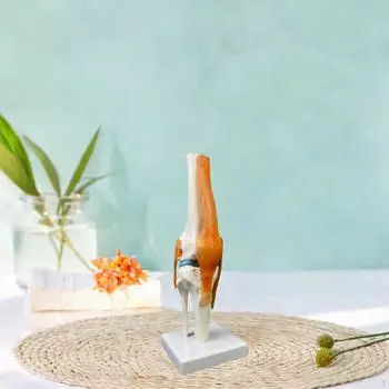 Модель коленного сустава человека 1:1 Научный интуитивный в натуральную величину, со связками анатомический