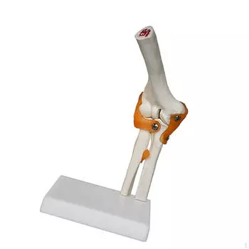 Модель локтевого сустава человека, научный учебный инструмент, прочный, образовательный, скелет со связками