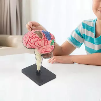 Модель мозга, 4D Разобранная игрушка для определения функций, Настольная фигурка, Анатомическая модель для
