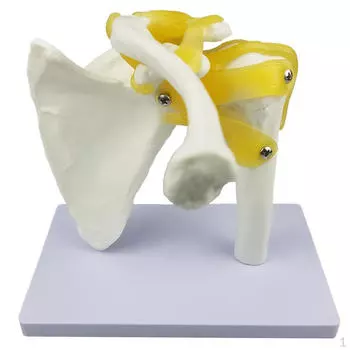 Модель плечевого сустава с функциональными связками, модель человека, в натуральную величину, 6,69 x 5,91 7,09 дюйма