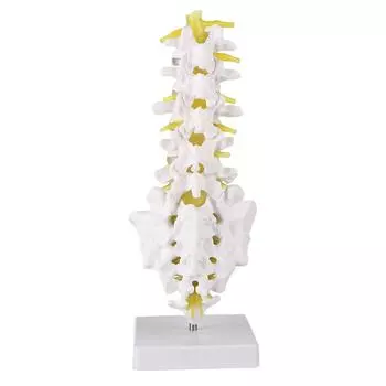 Модель поясничного отдела позвоночника. Инструмент для обучения и преподавания поясничной модели человека.