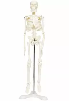 Модель скелета человека Monolife, образец скелета, рабочая вертикальная стойка, учебный материал, модель 45 см, белый, три 1/4 (Ножки пьедестала)