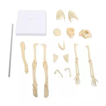 Модель скелета человека, шарнирное соединение, съемная, изысканная, искусная, анатомическая модель скелета человеческого тела f