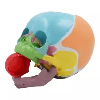 Модель скелета головы младенца в натуральную величину с кодированным номером, анатомическая модель черепа головы младенца для изучения заболеваний, отчет о лекции